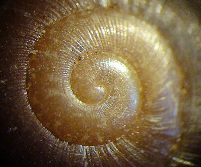 Aegopis italicus (Kobelt, 1876)